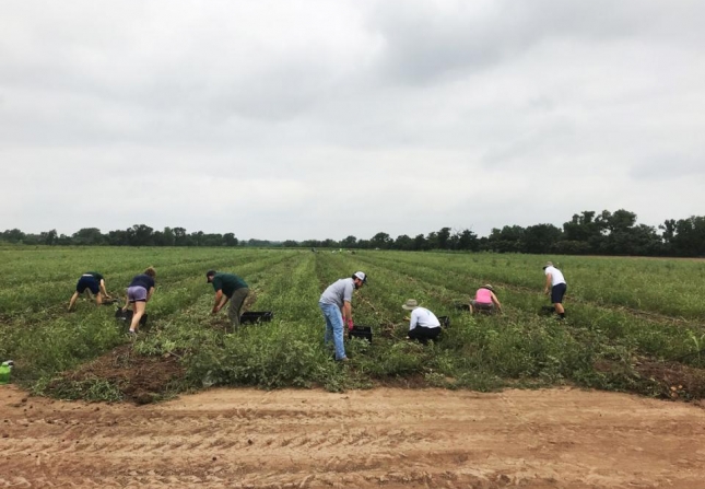 Potato Gleaning Community Service Opportunity